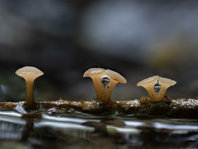 Cudoniella clavus